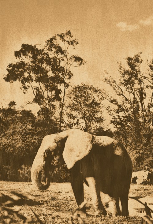 Elephants at the Nashville Zoo